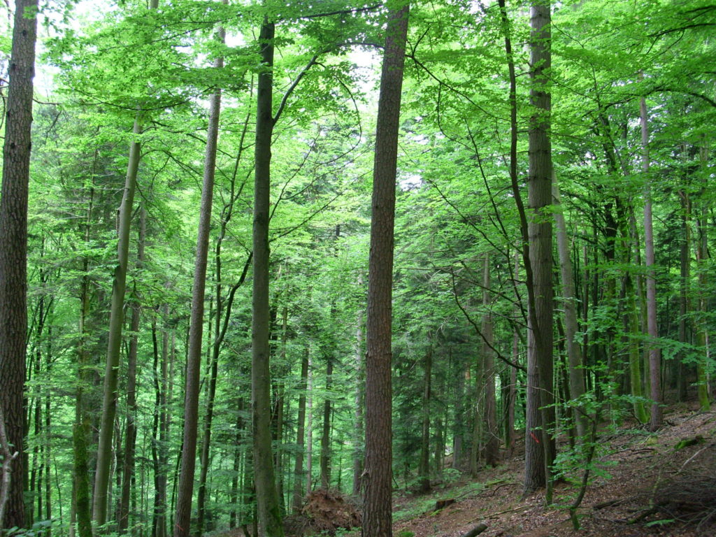 ドイツの森林