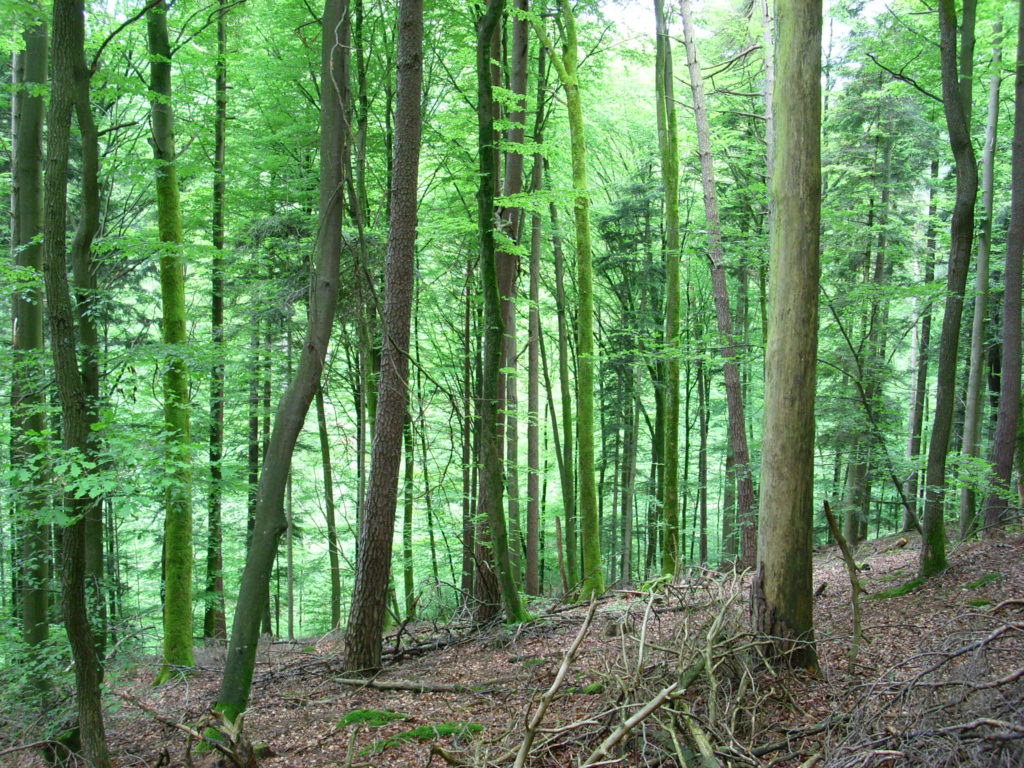 ドイツの森林